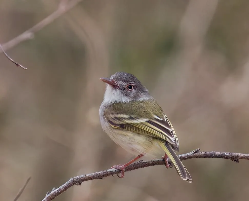Pearly-vented Tody-tyrant