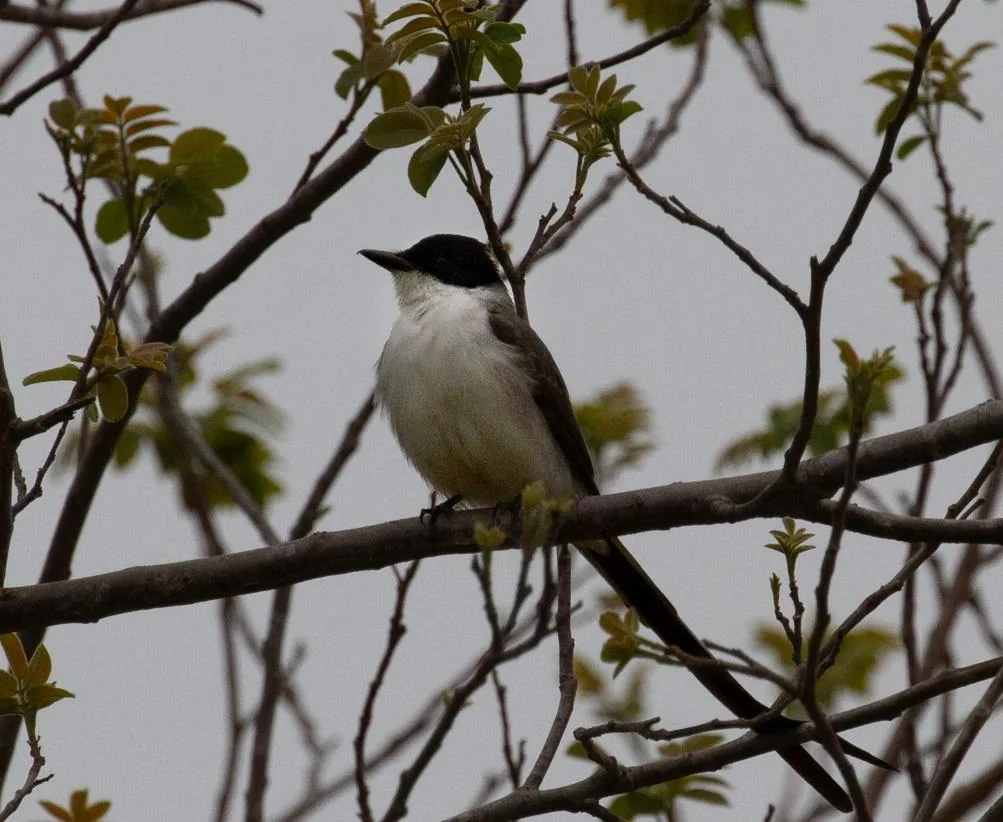 Fork-tailed Flycatcher