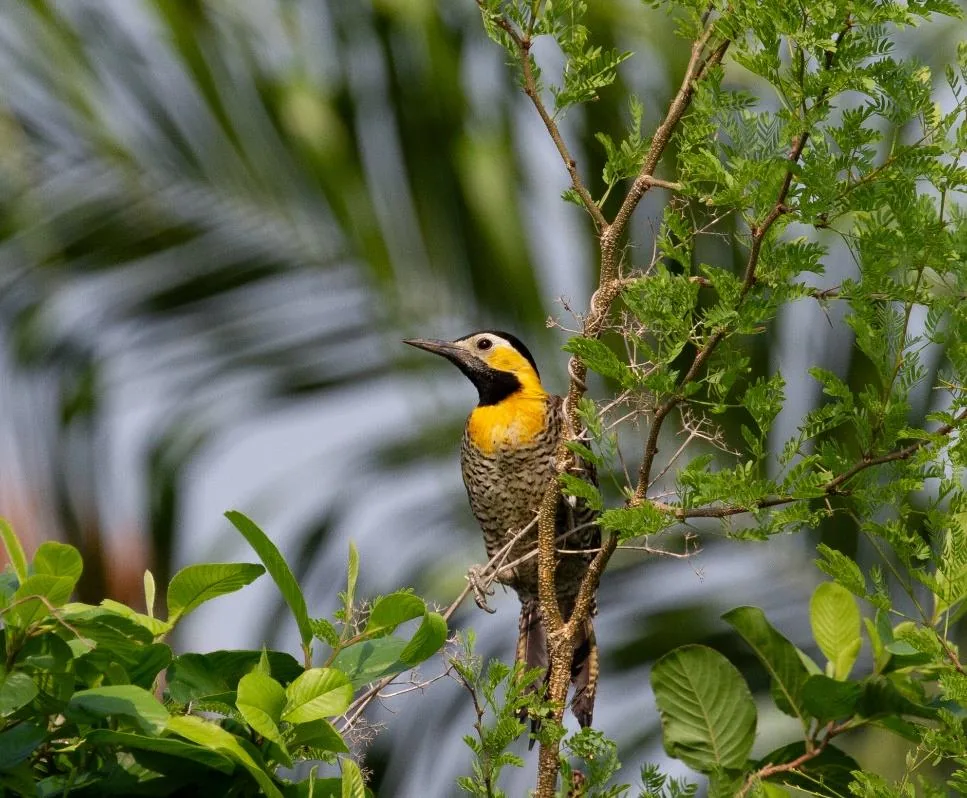 Campo Flicker