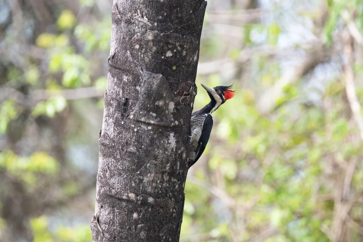Lineated Woodpecker