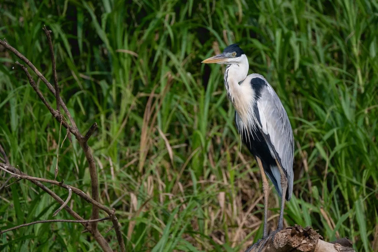 Cocoi Heron