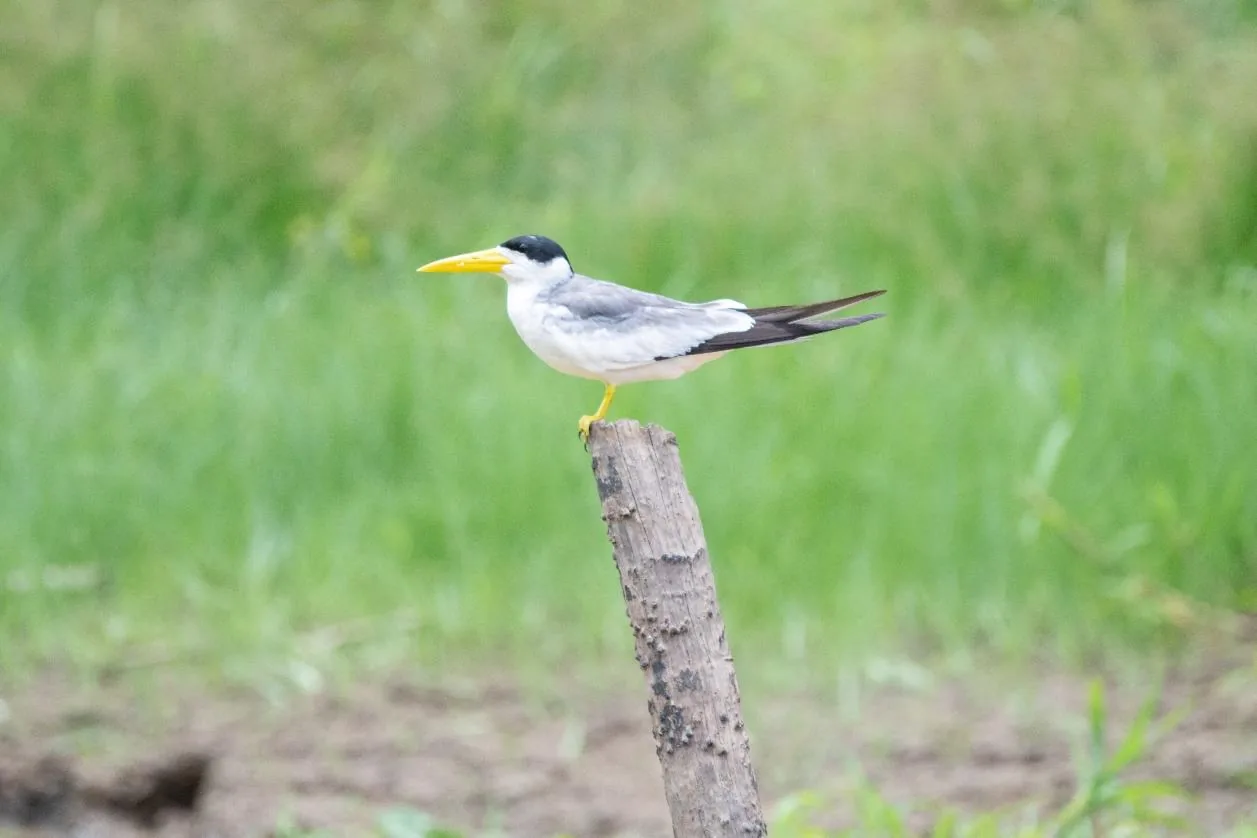 Yellow-billed Tern