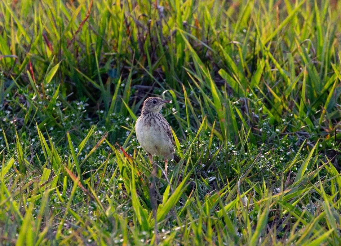 Correndera Pipit
