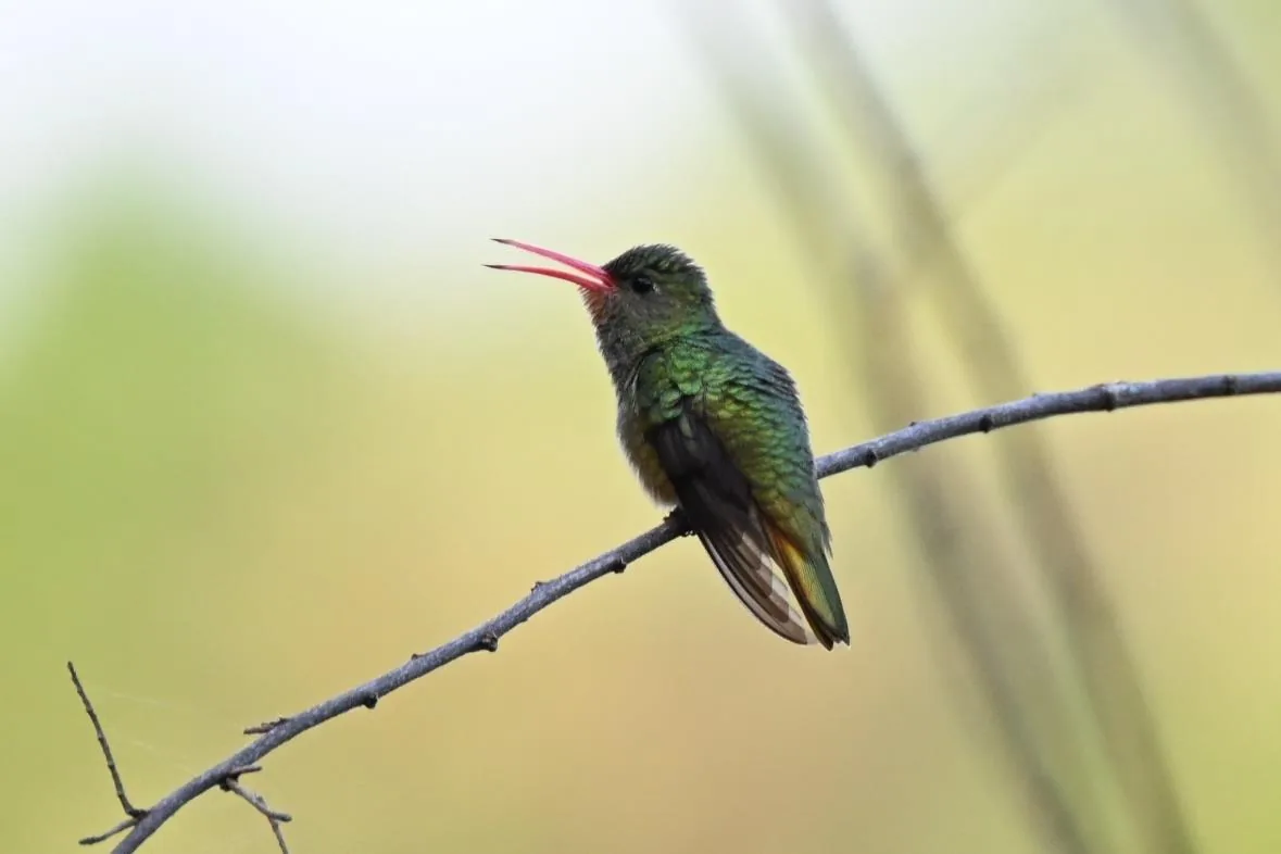Glittering-bellied Emerald