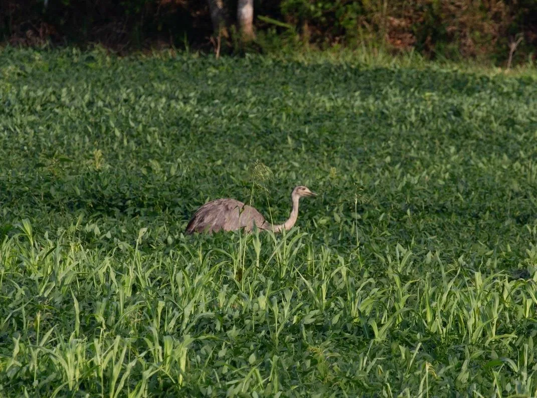 Greater Rhea