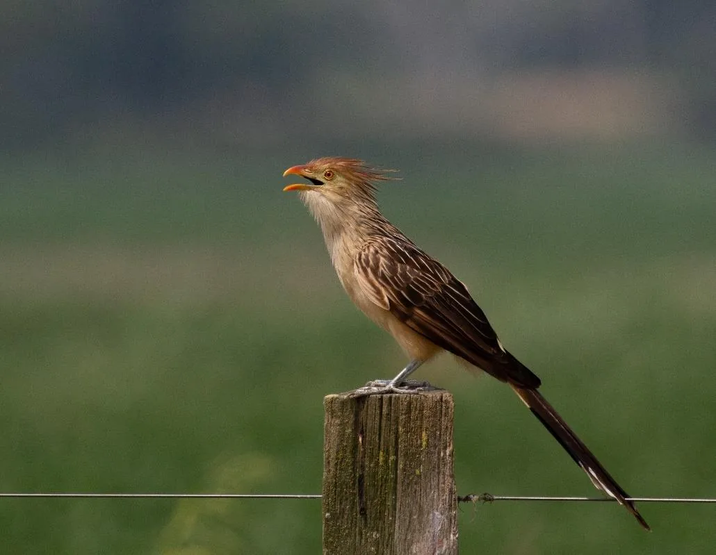 Guira Cuckoo