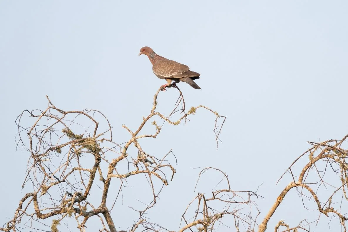 Picazuro Pigeon