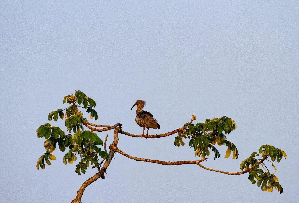Plumbeous Ibis