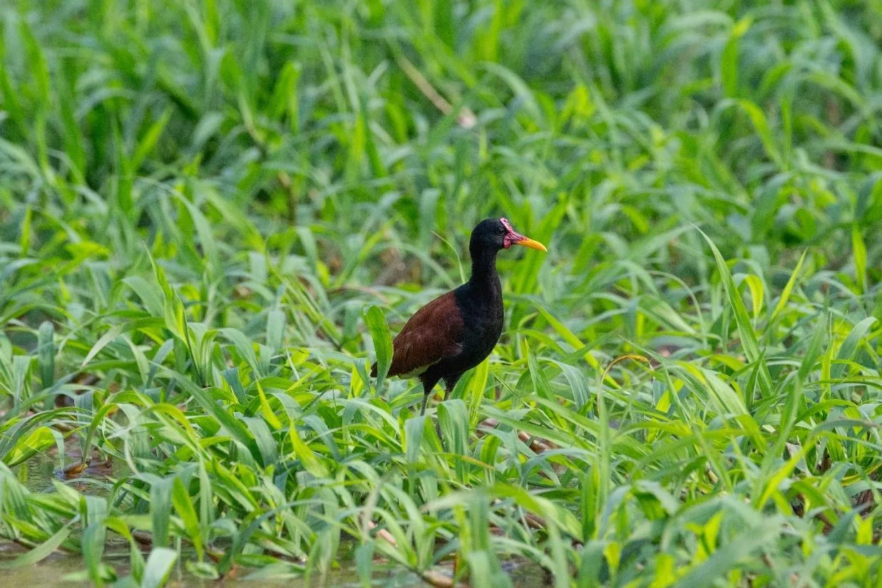 Wattled Jacana