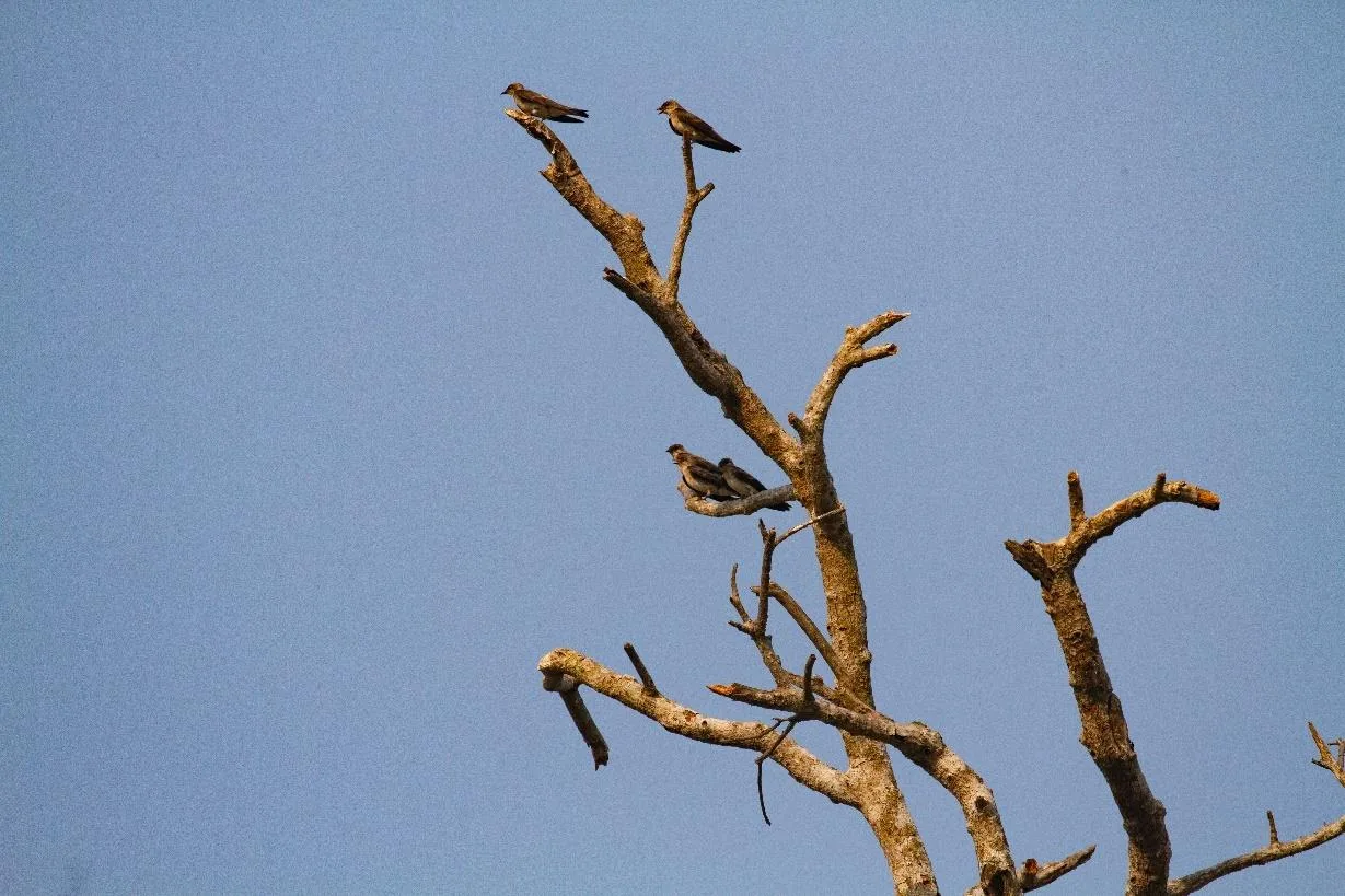 Southern Rough-winged Swallow
