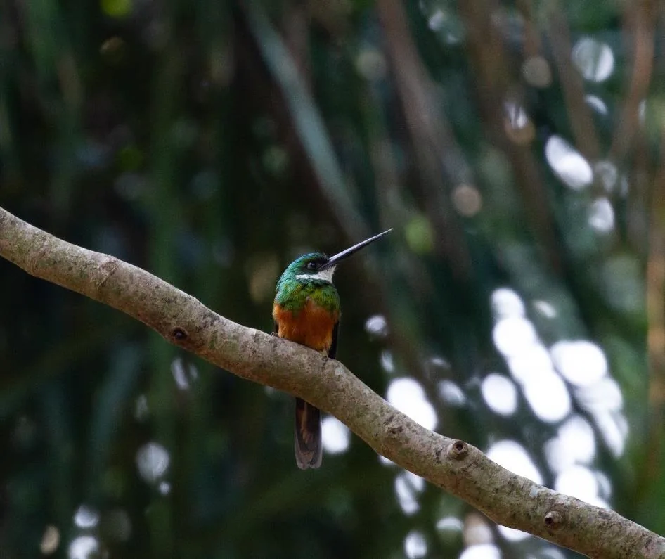 Rufous-tailed Jacamar