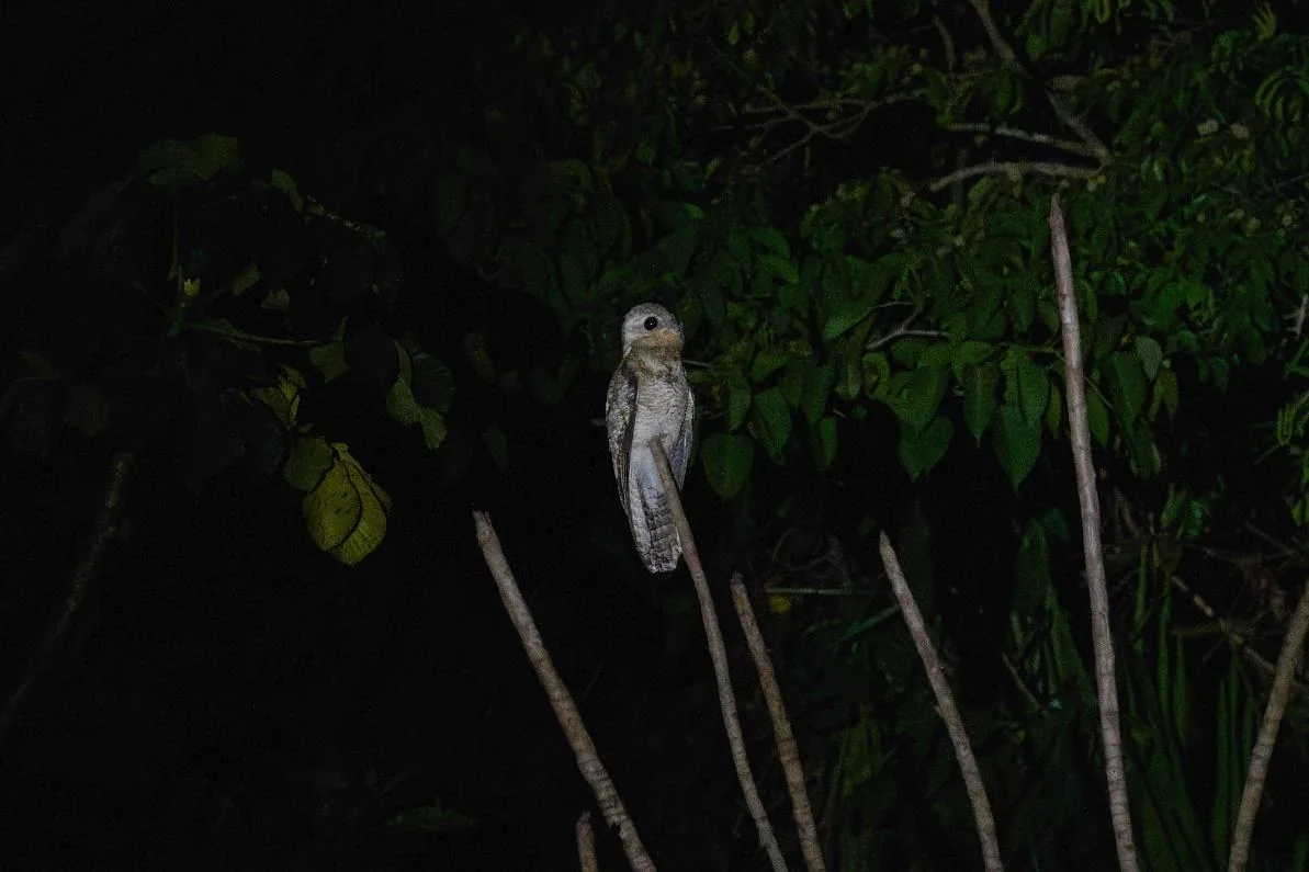 Great Potoo
