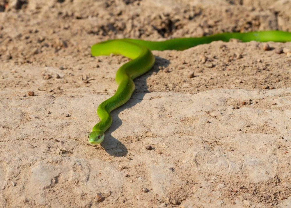 Brazilian Green Racer