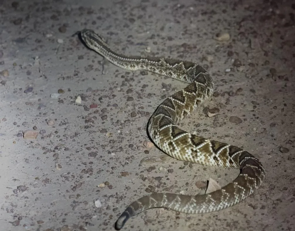 Neotropical Rattlesnake