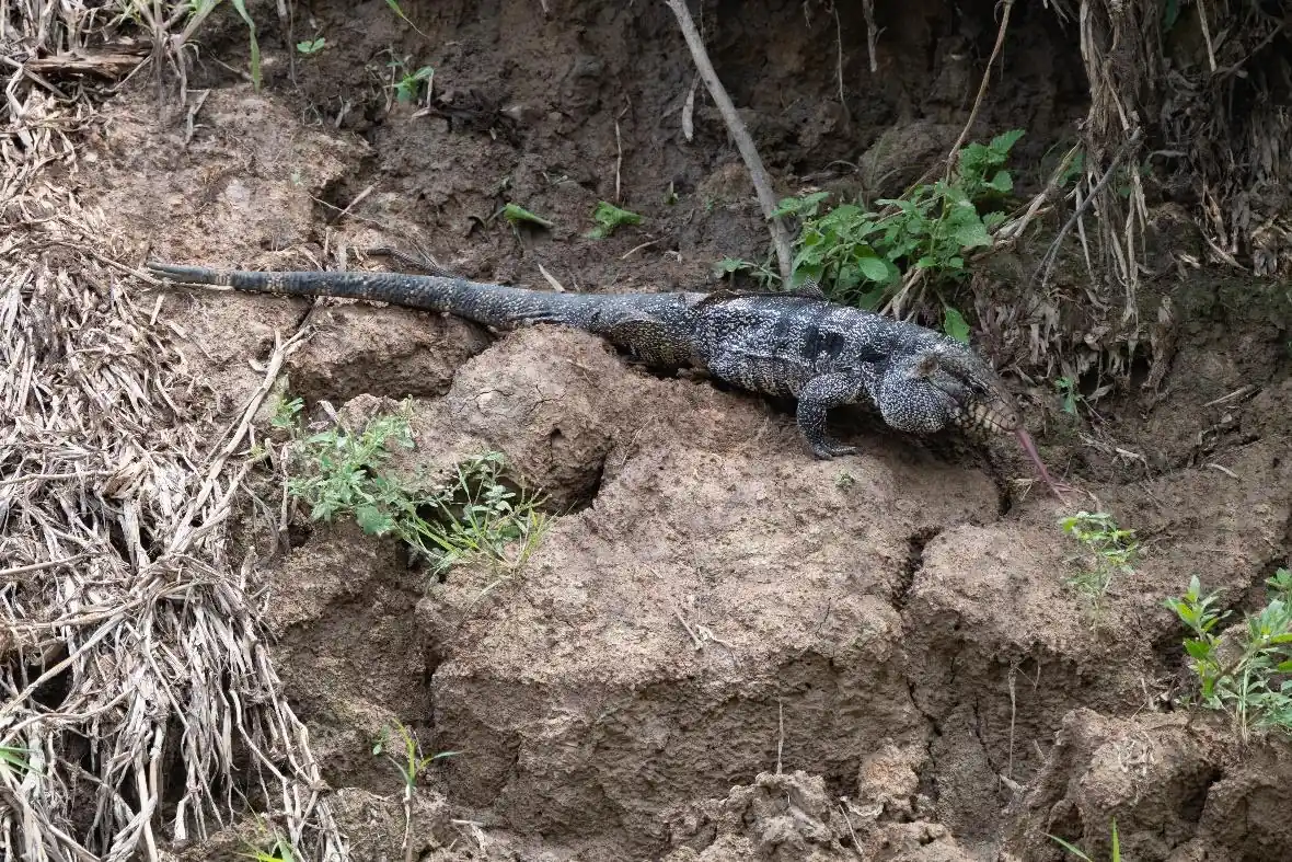 Argentine Black-and-white Tegu