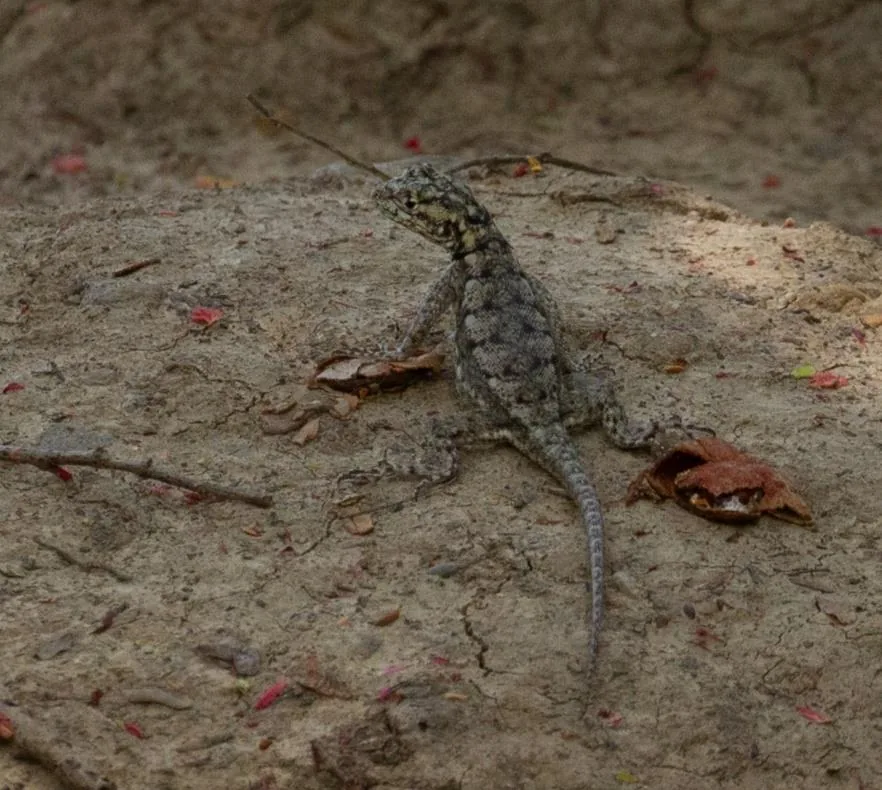 Spix’s Whiptail