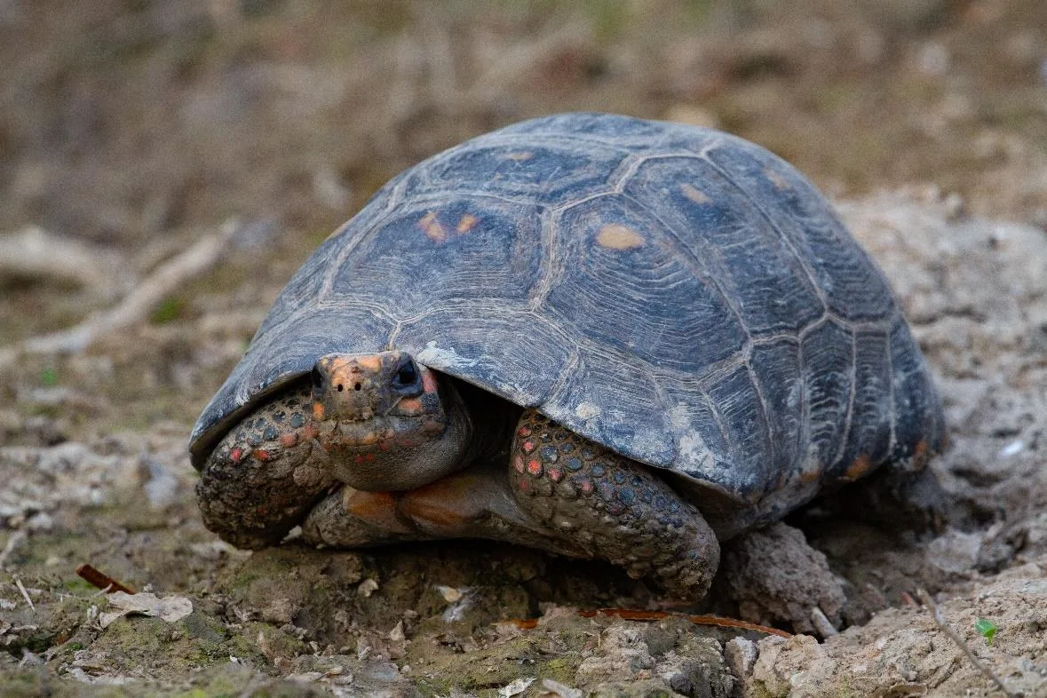 Red-footed Tortoise