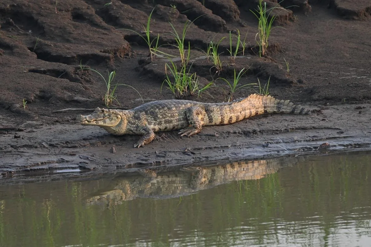 Yacare Caiman