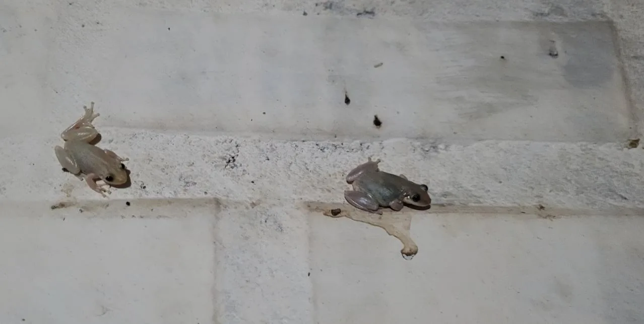 Red-snouted Treefrog