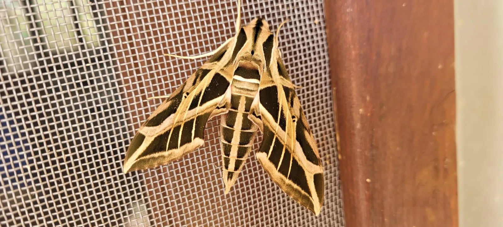Vine Sphinx Moth