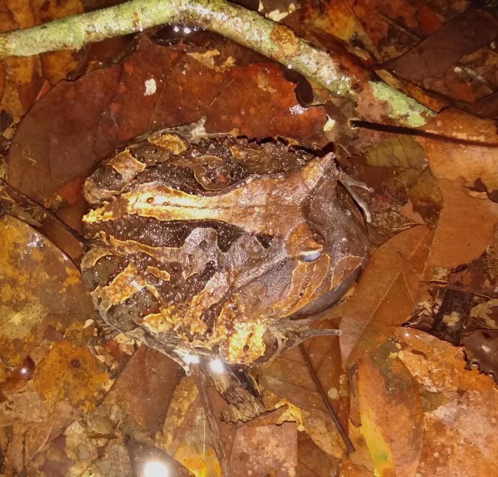 Ceratophrys cornuta
