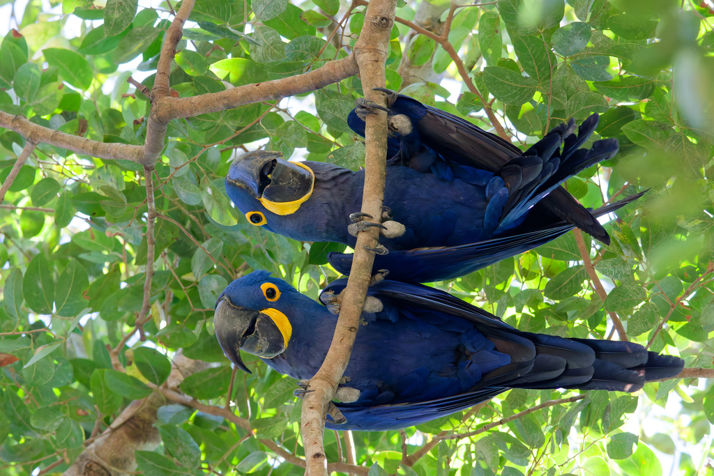 Two hyacinth macaws perched together