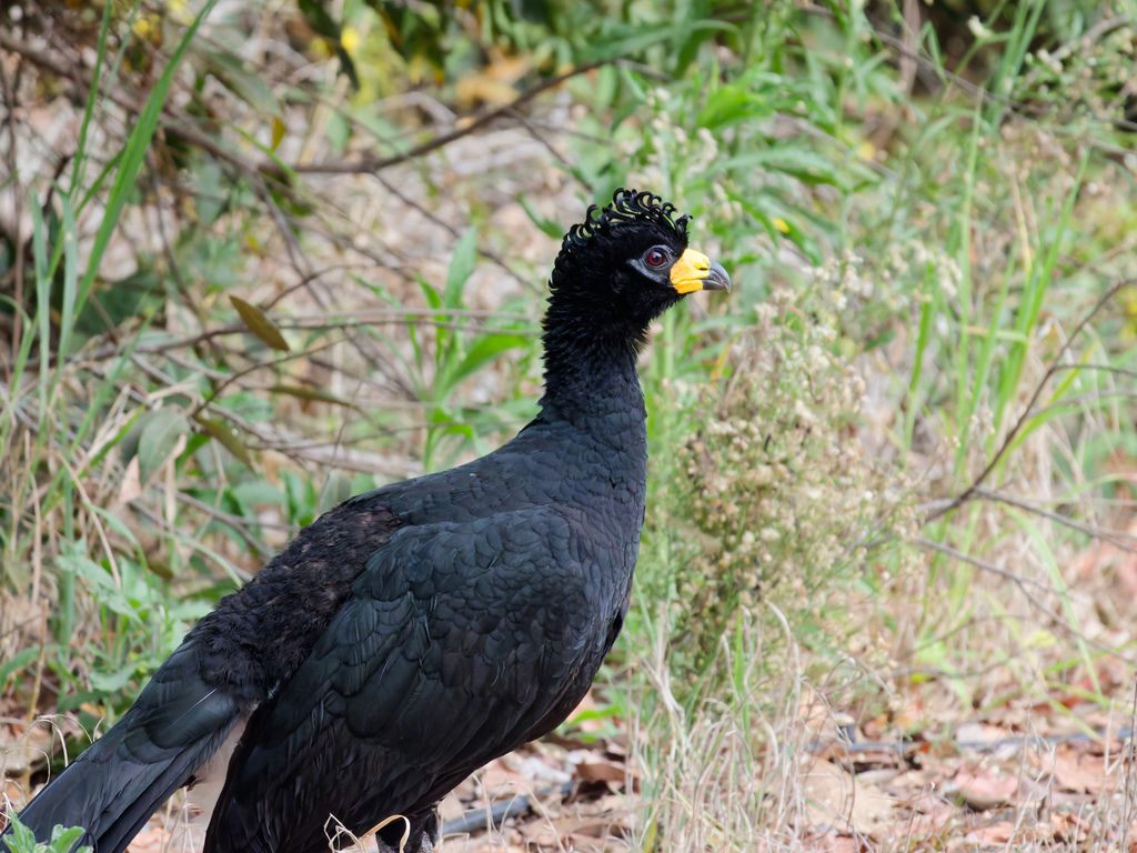 Bare-faced Curassow