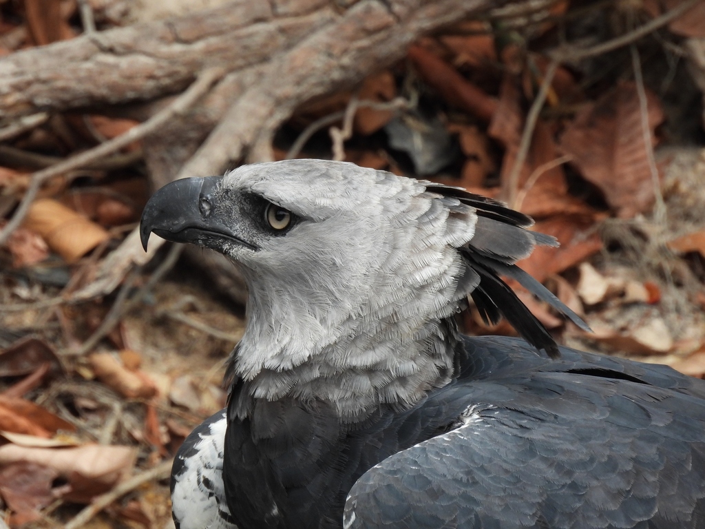 A harpy eagle with its crest raised