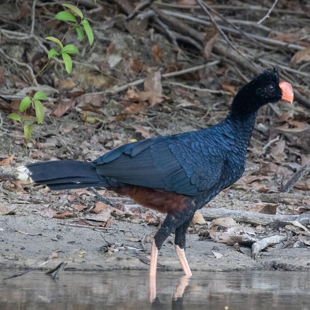 Razor-billed Curassow