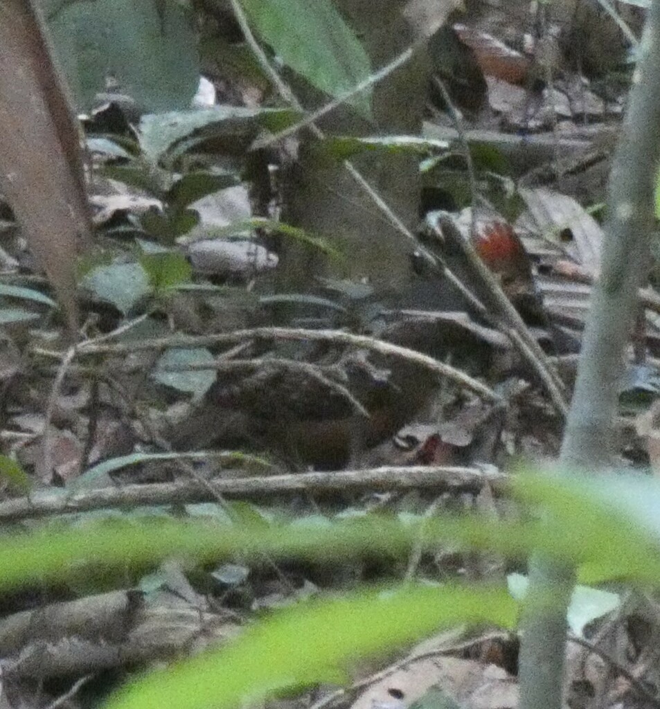 Marbled Wood-Quail