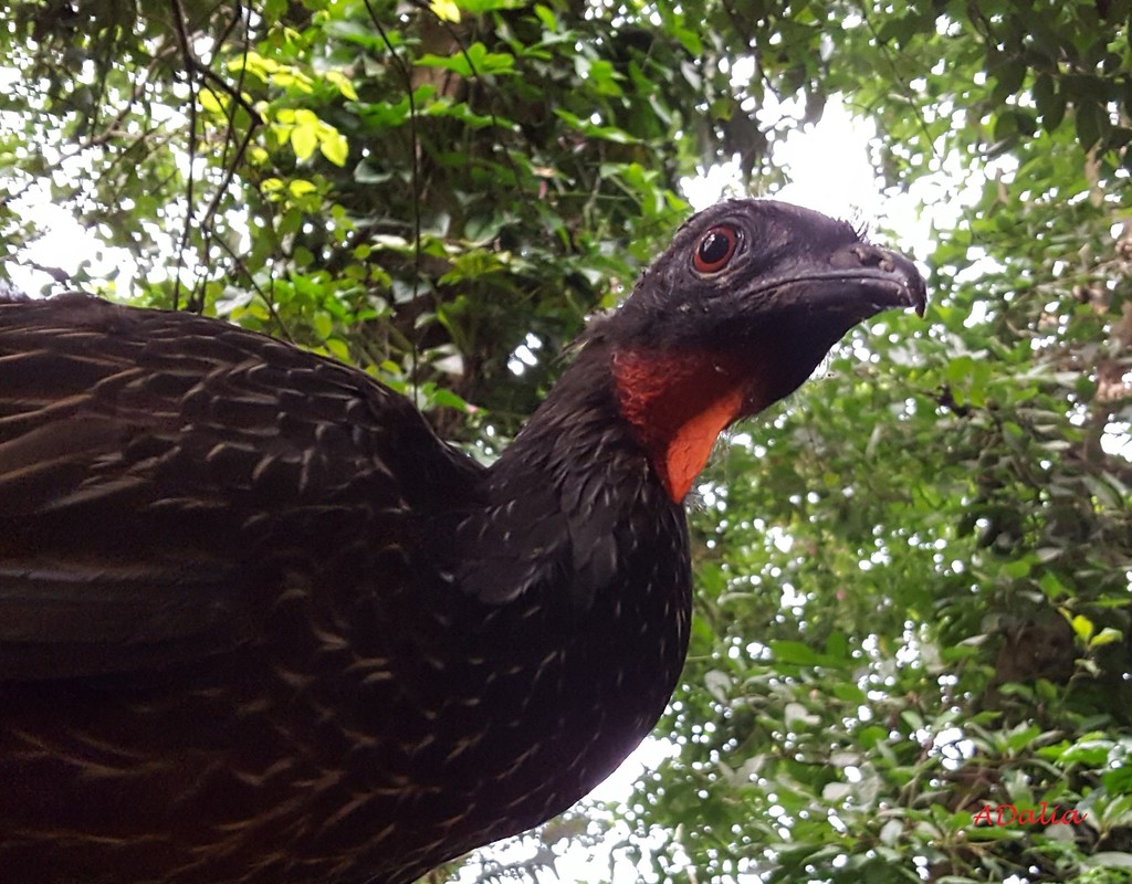 Dusky-legged Guan