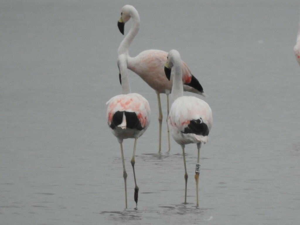 Andean flamingos wading in shallow water