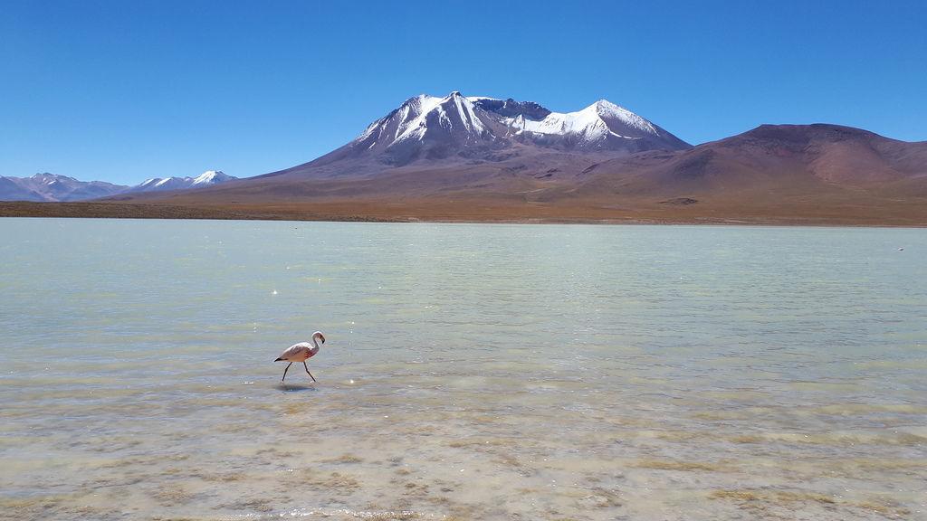 James's Flamingo