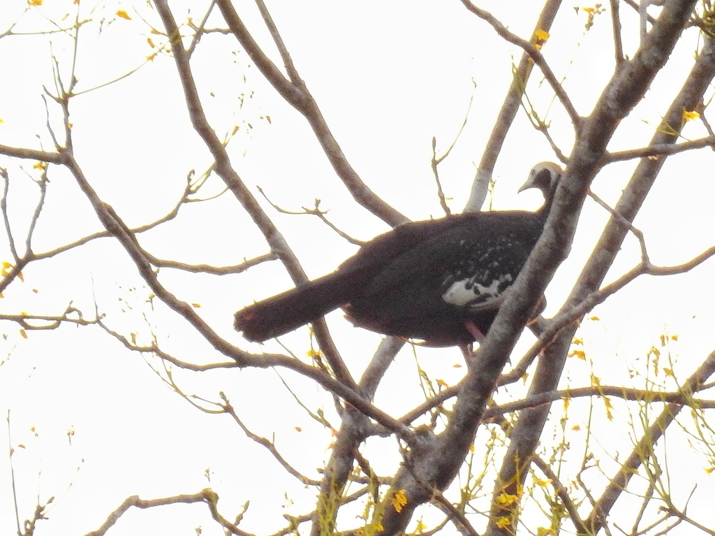 Blue-throated Piping-Guan