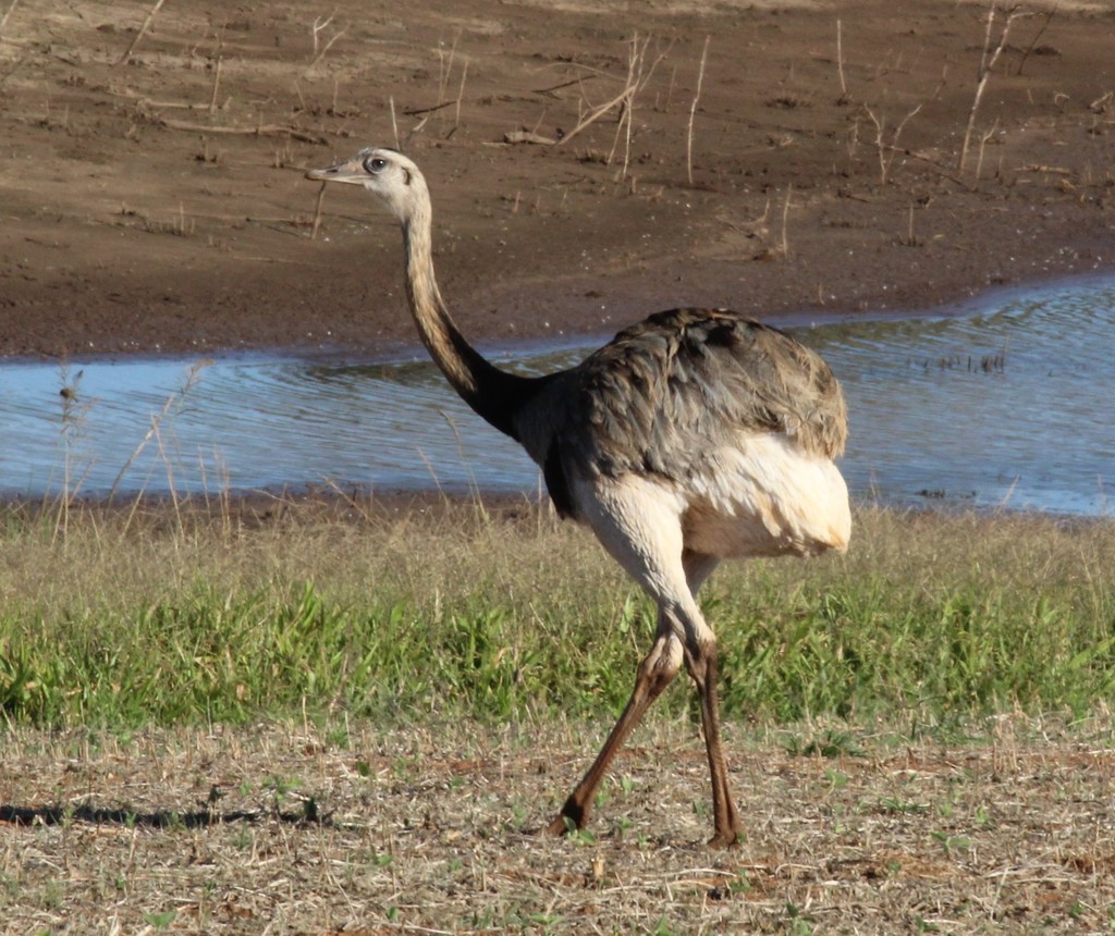 Greater Rhea