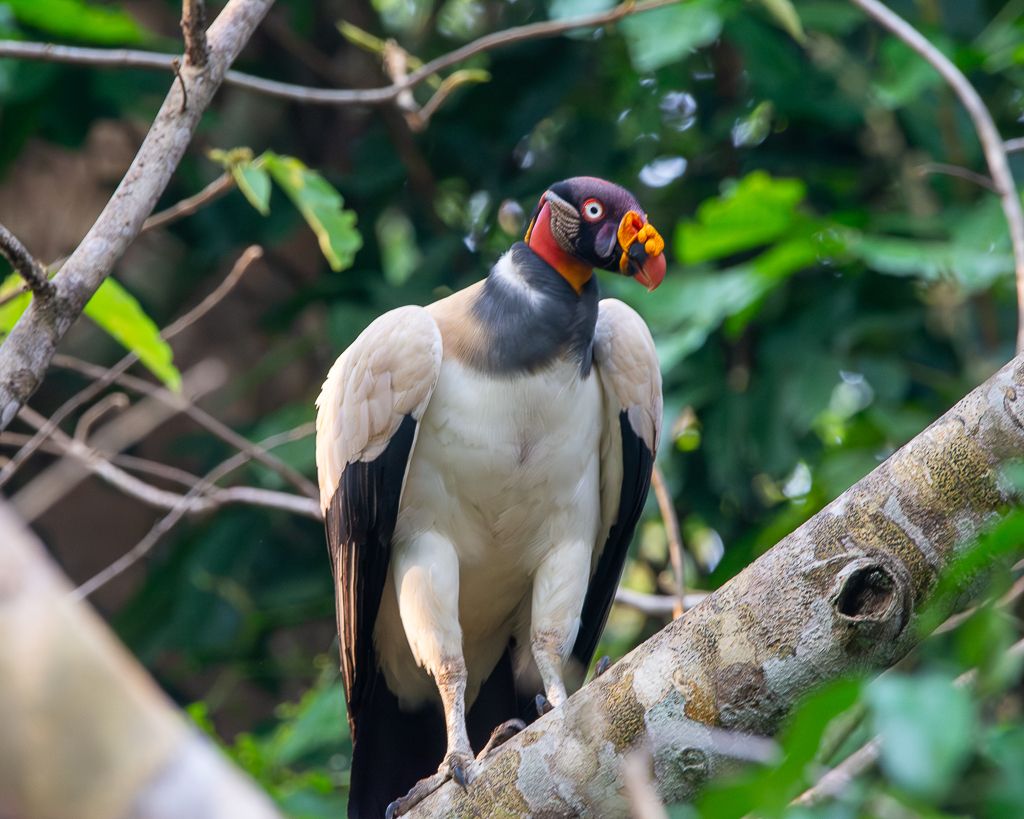 A king vulture perched on a branch