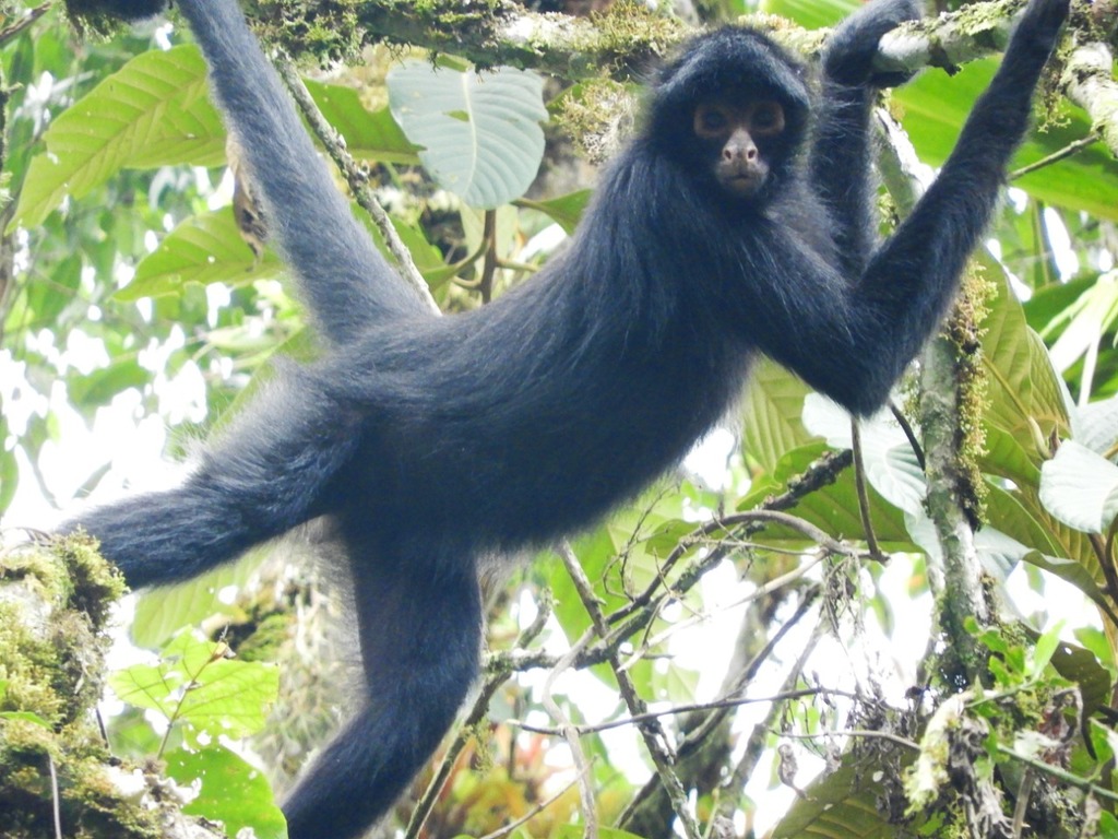 A black spider monkey hanging from a branch