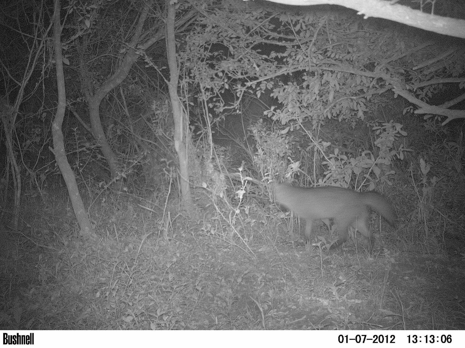 Crab-eating Fox