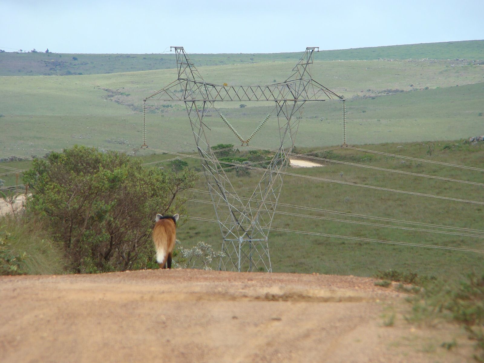 Maned Wolf