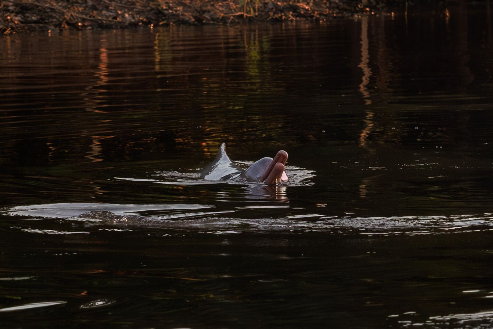 Bolivian River Dolphin