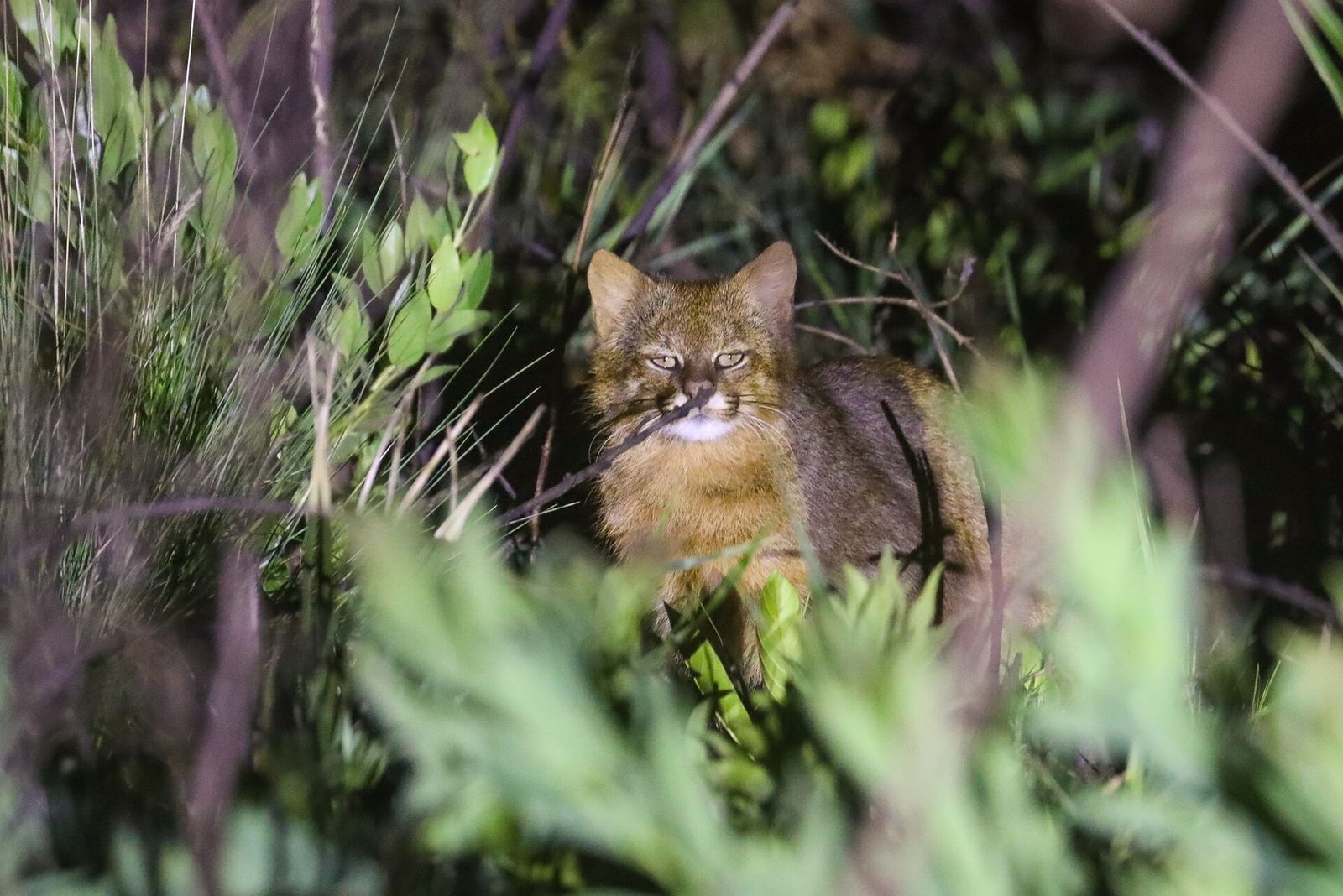Pantanal Cat