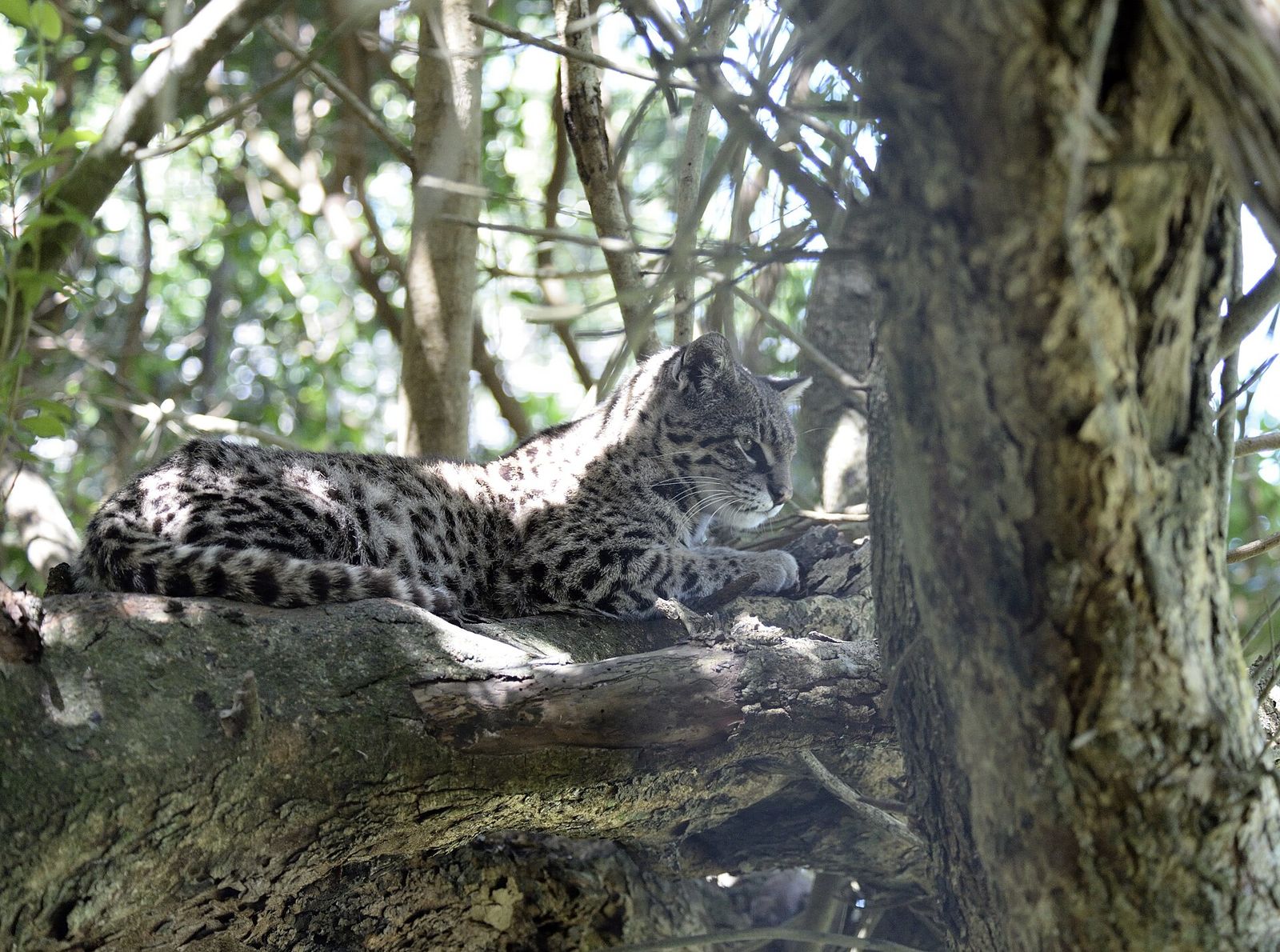 Geoffroy's Cat