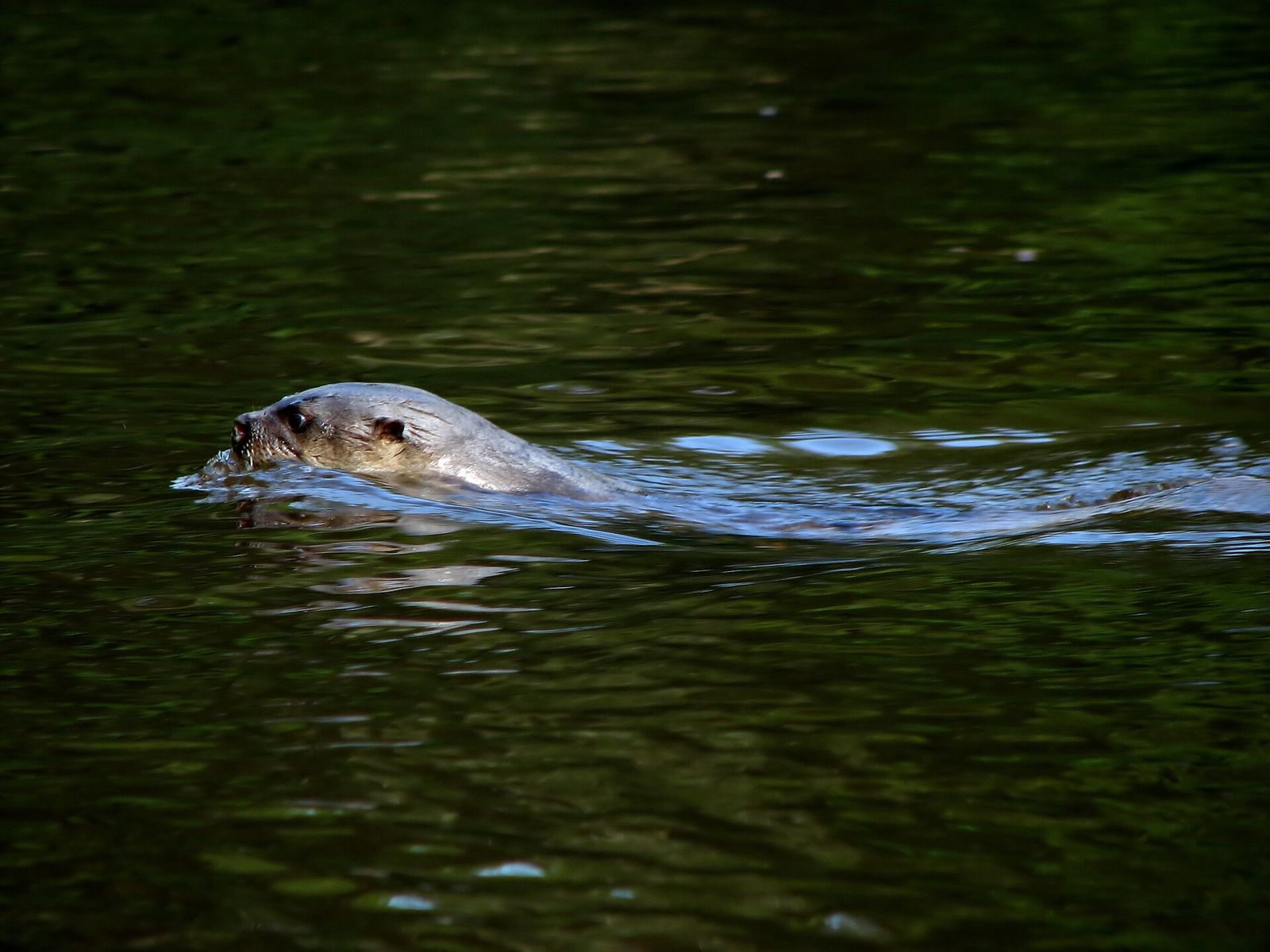 Neotropical River Otter
