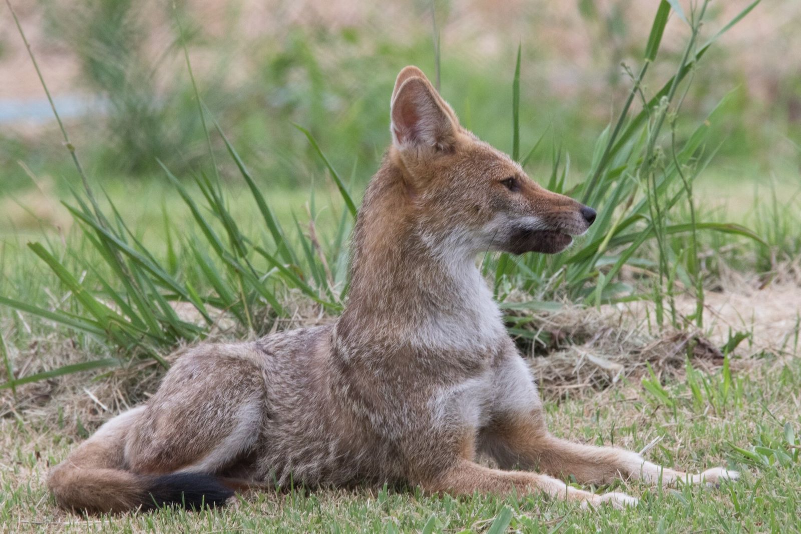 Pampas Fox
