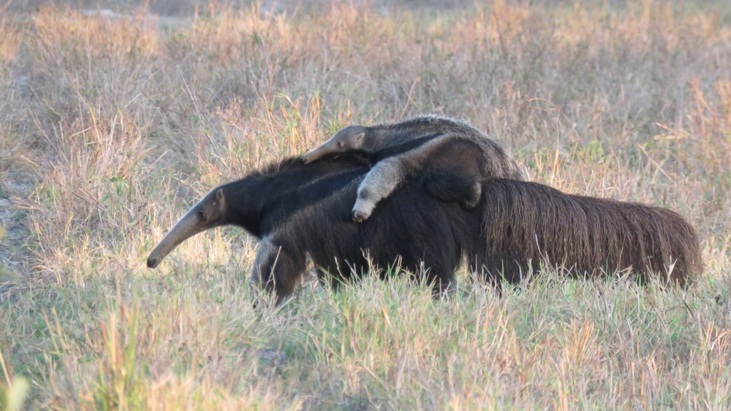 A giant anteater walking through grass