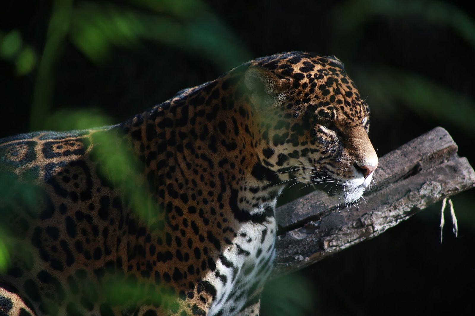 A jaguar resting on a branch