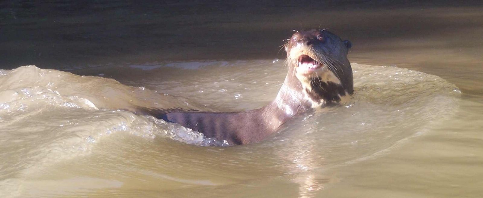 Giant Otter