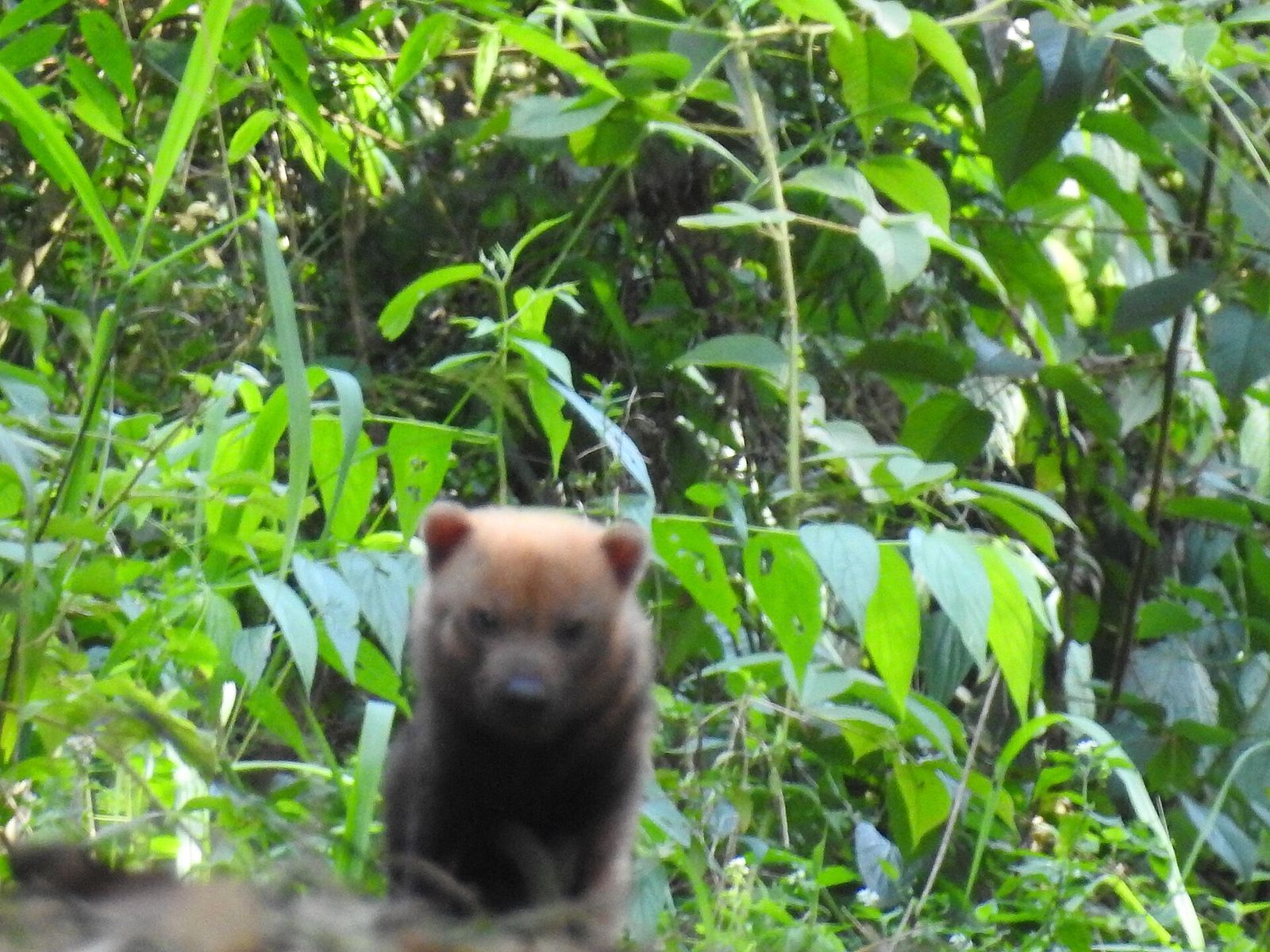Bush Dog