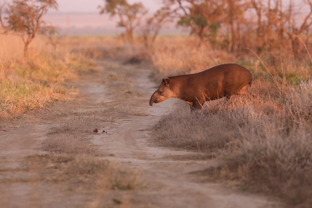 Lowland Tapir