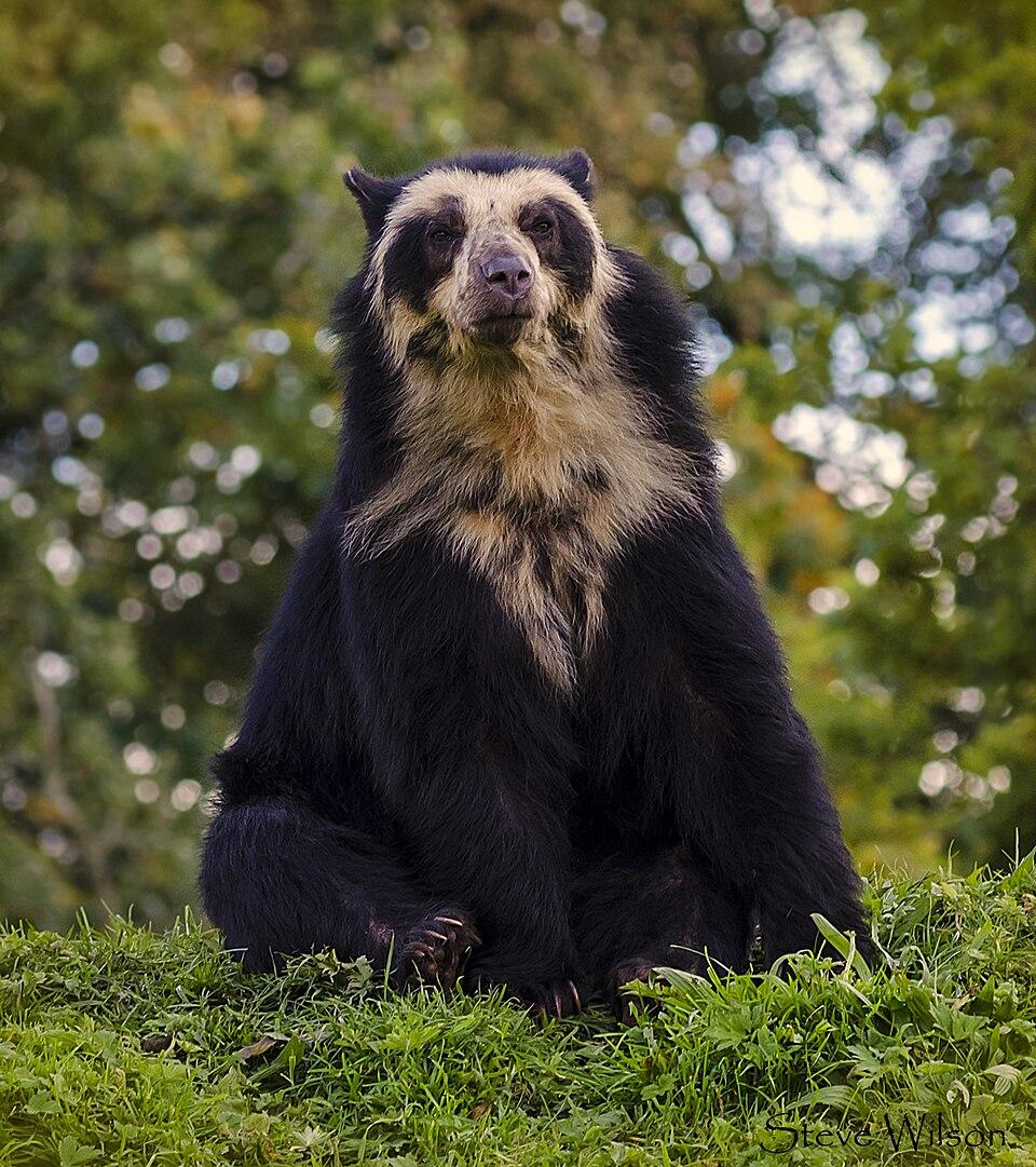 Andean Bear
